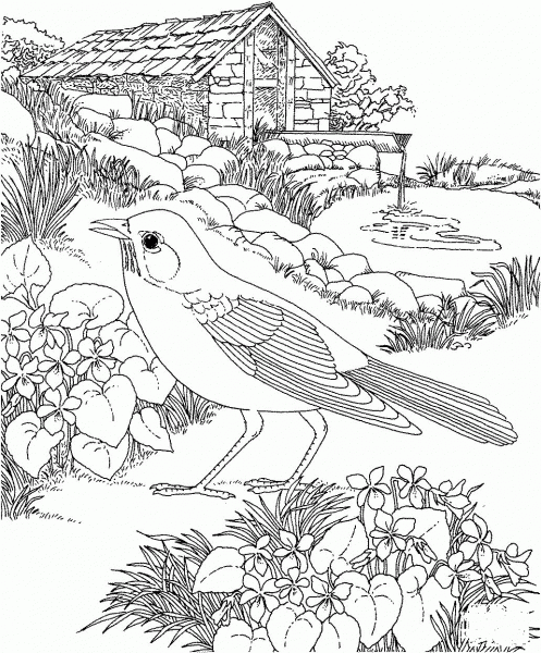 American Robin and Wood Violet Wisconsin State Bird and Flower coloring page image