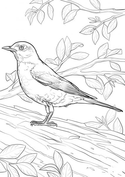 American Robin coloring page image