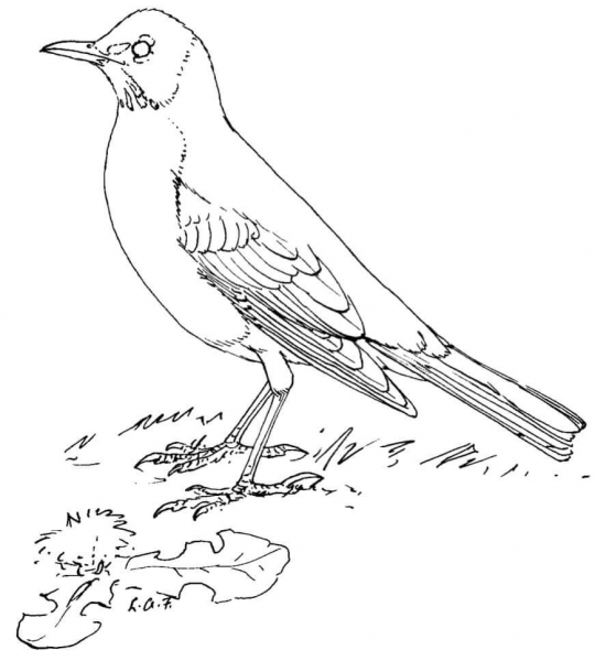 American Robin coloring page image