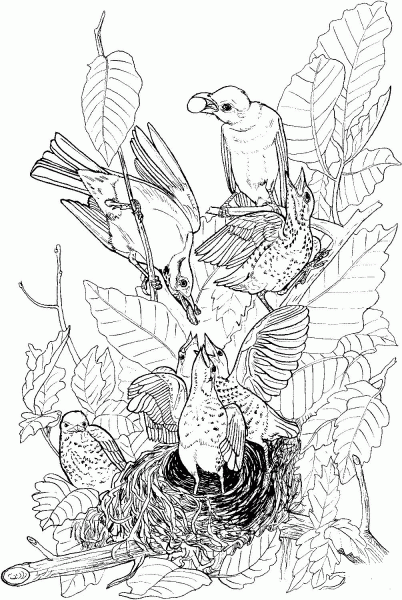 American Robins feeding their babies coloring page image