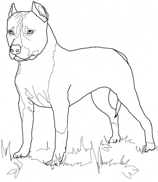American Staffordshire Terrier coloring page image