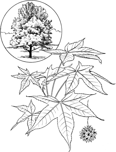 American Sweet Gum Tree coloring page image