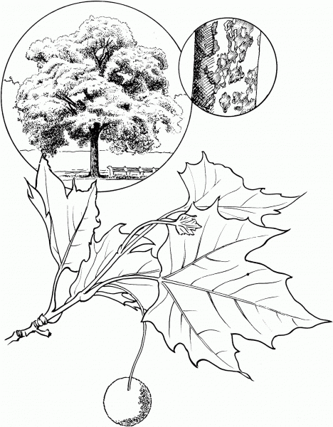 American Sycamore Tree coloring page image