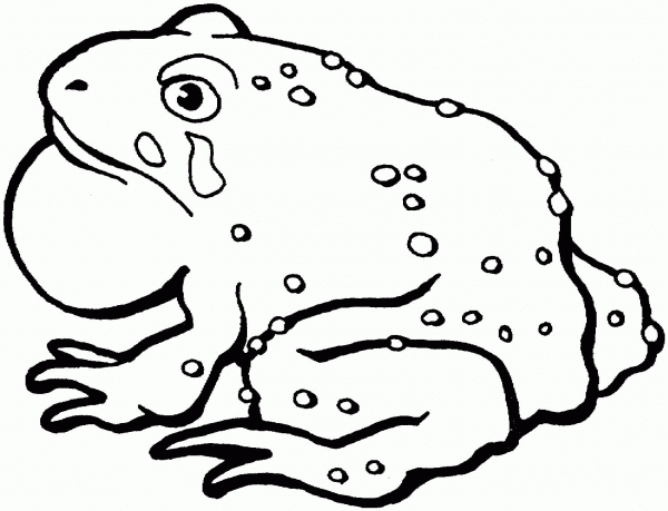 American toad 1 coloring page image