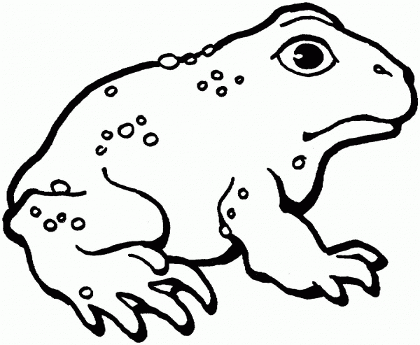 American toad 3 coloring page image