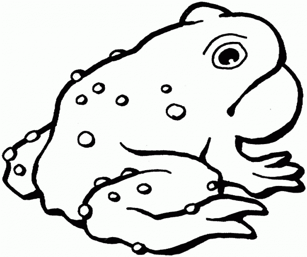 American toad coloring page image