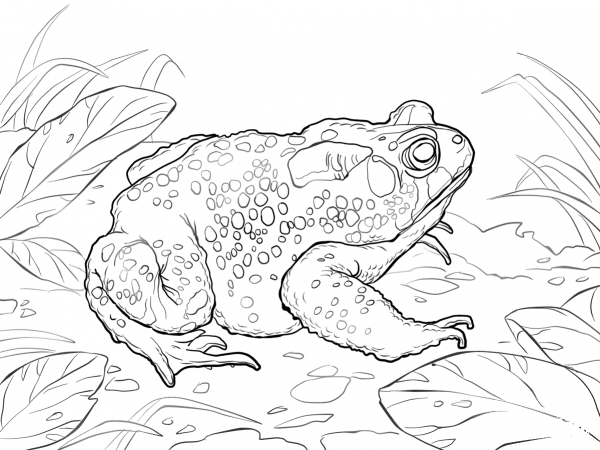 American Toad coloring page image