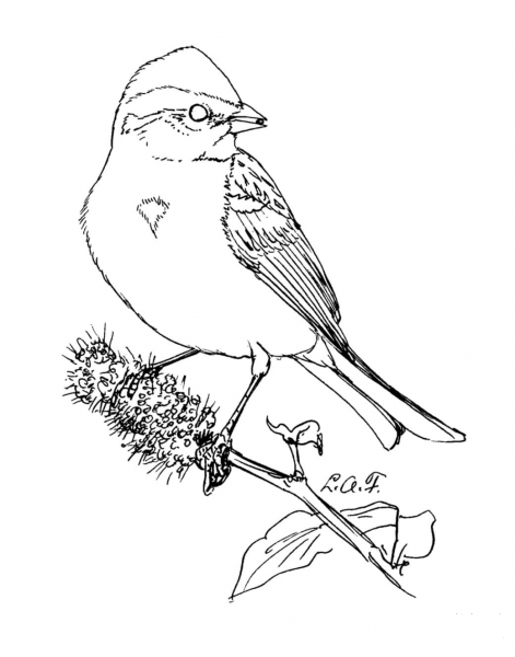 American Tree Sparrow coloring page image