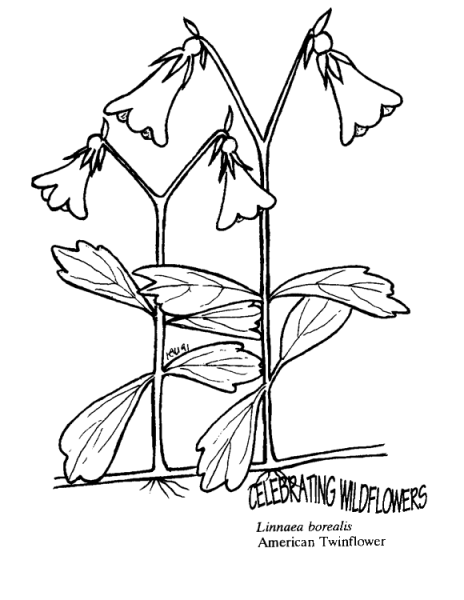 American Twinflower coloring page image
