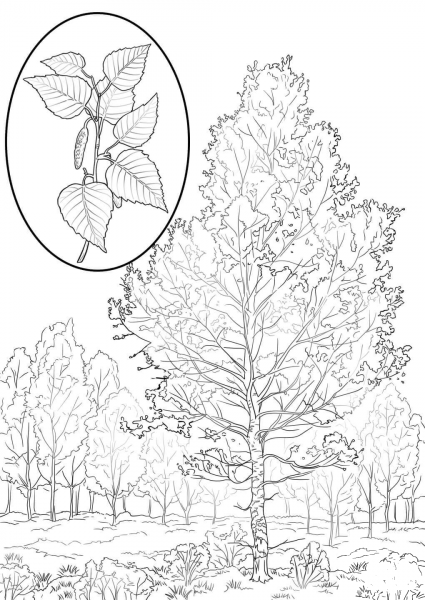 American White Birch coloring page image