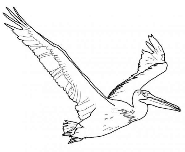 American White Pelican coloring page image