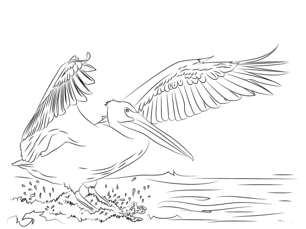 American White Pelican Landing coloring page image