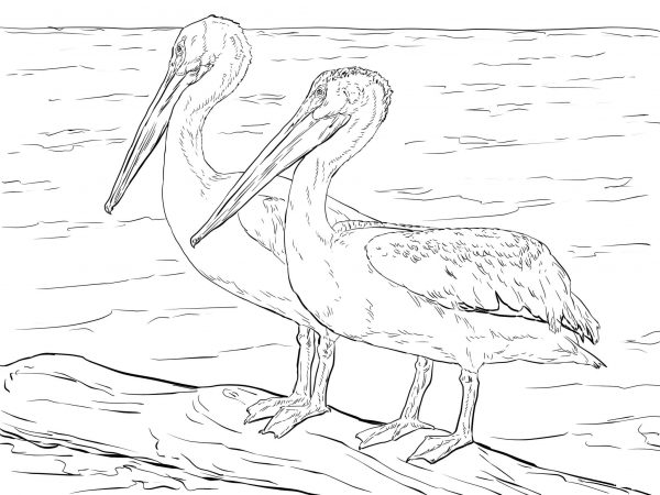 American White Pelicans coloring page image