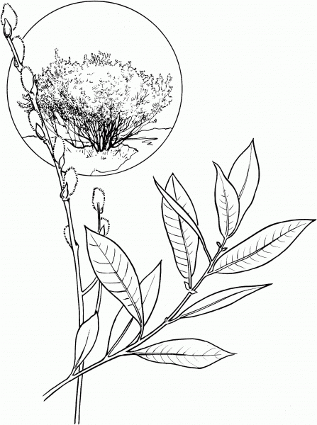 American Willow Tree coloring page image