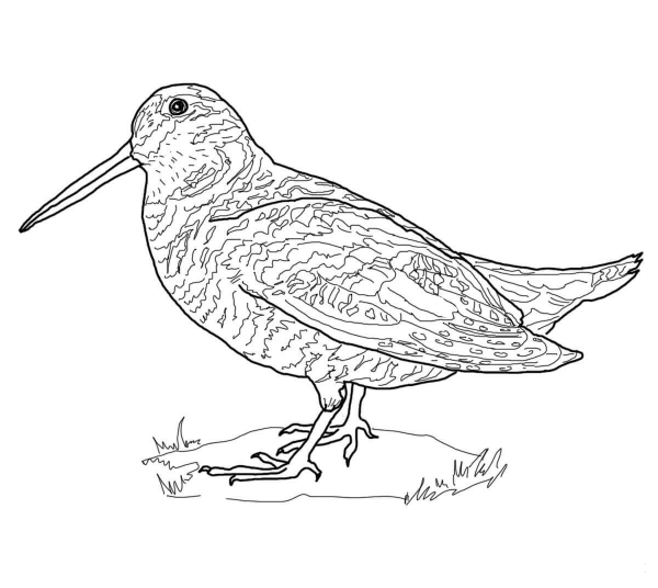 American Woodcock coloring page image