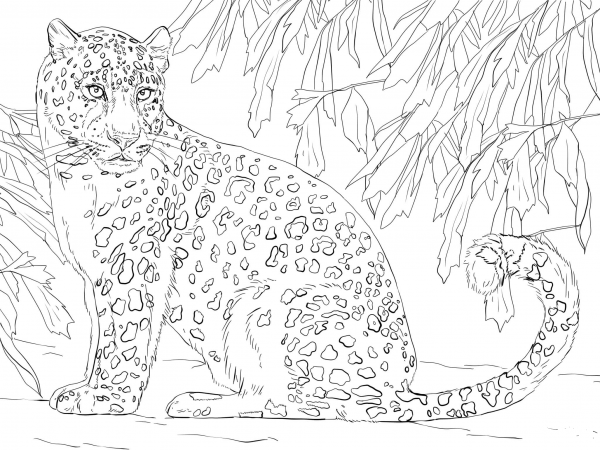 Amur Leopard coloring page image