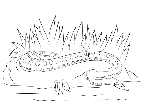 Anaconda coloring page image
