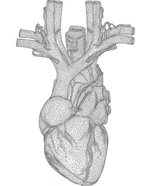 Anatomical Heart 3D Wireframe coloring page image