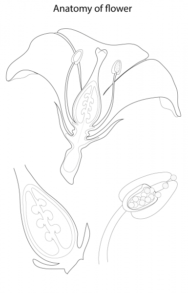 Anatomy of Flower coloring page image