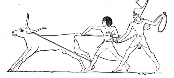 Ancient Egypt Bull coloring page image