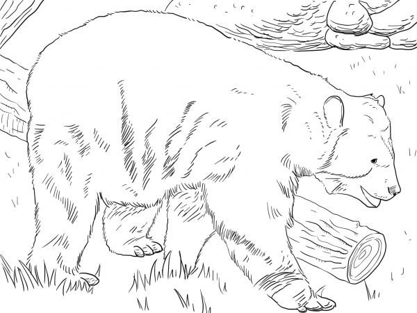 Andean Bear coloring page image