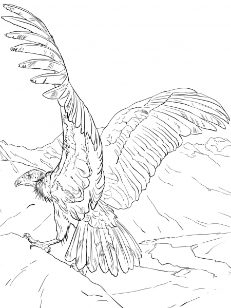 Andean Condor coloring page image