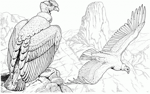 Andean condors coloring page image