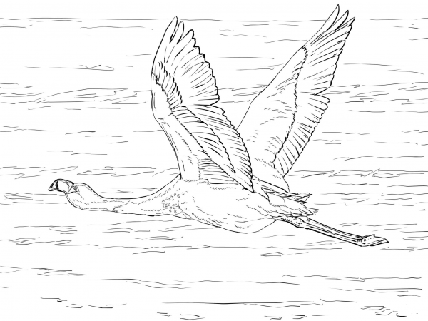 Andean Flamingo coloring page image