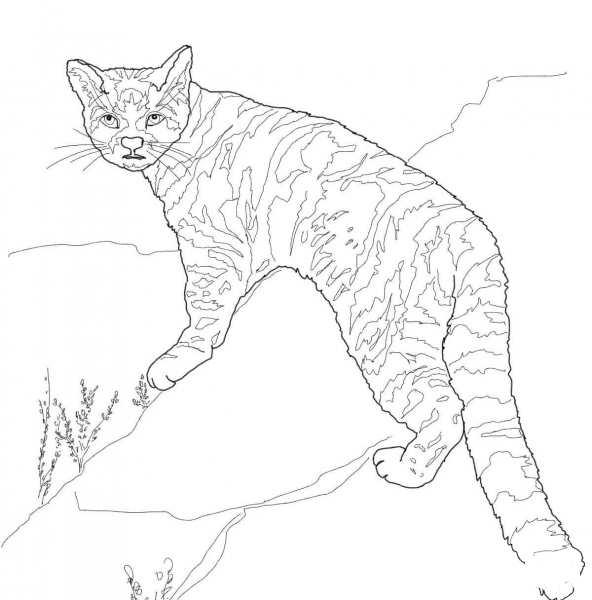 Andean Mountain Cat coloring page image