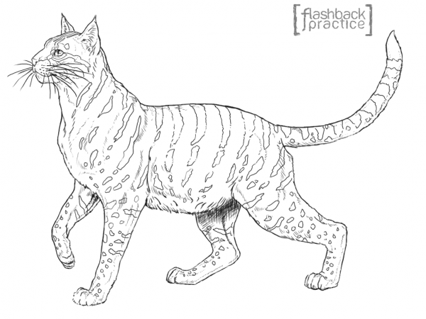 Andean Mountain Wildcat coloring page image