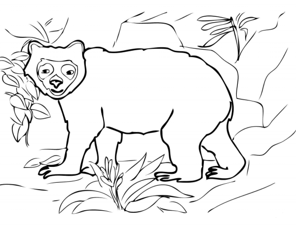 Andean Spectacled Bear coloring page image