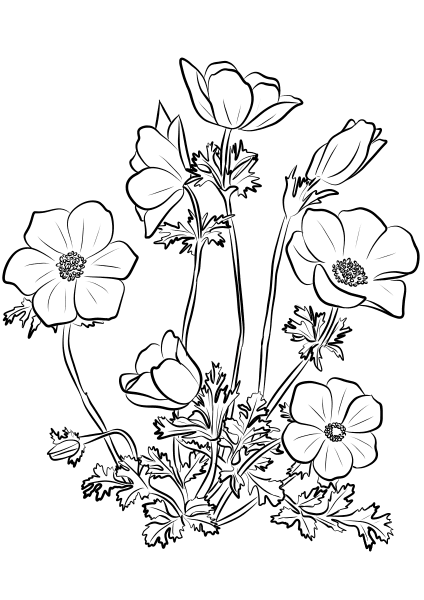 Anemone Coronaria coloring page image
