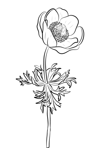 Anemone flower coloring page image