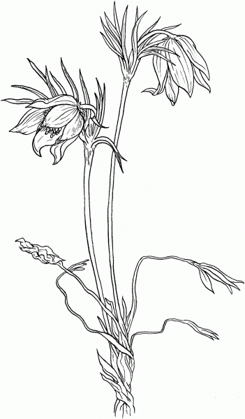 Anemone or American Pasque Flower coloring page image