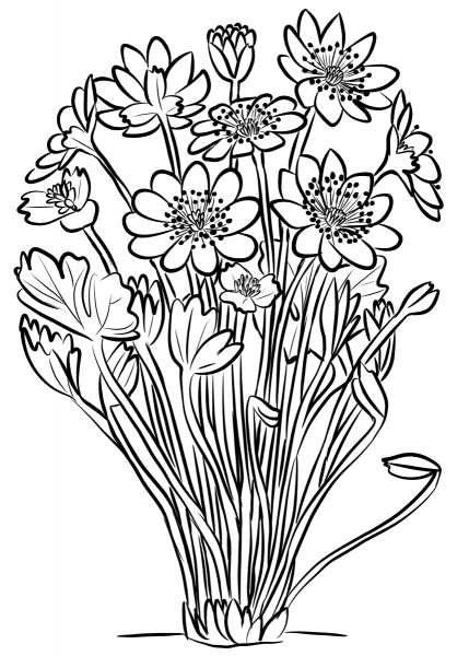 Anemone Transsilvanica coloring page image