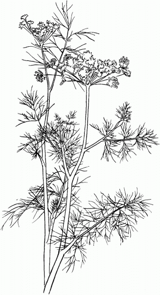 Anethum graveolens or Dill coloring page image