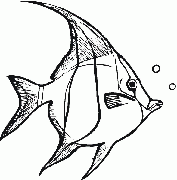 Angelfish 3 coloring page image