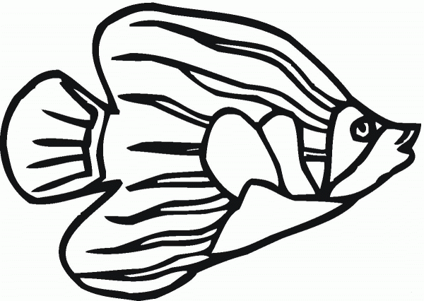 Angelfish 7 coloring page image
