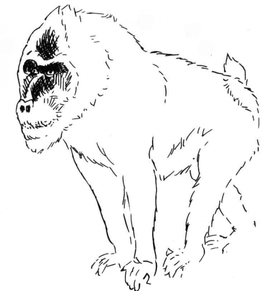 Angry Baboon  coloring page image