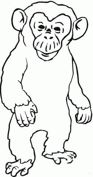 Angry Chimpanzee  coloring page image
