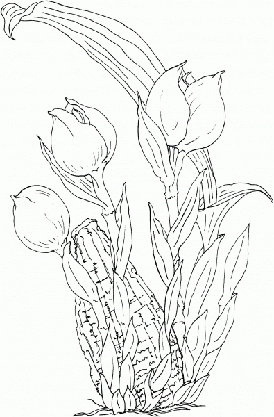 Anguloa Ruckeri or Tulip Orchid coloring page image