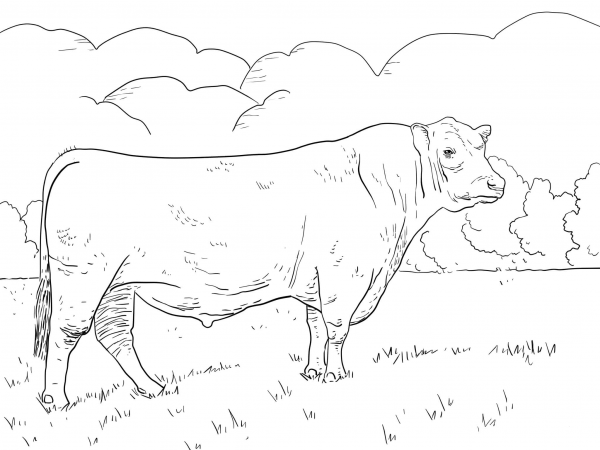 Angus Bull coloring page image