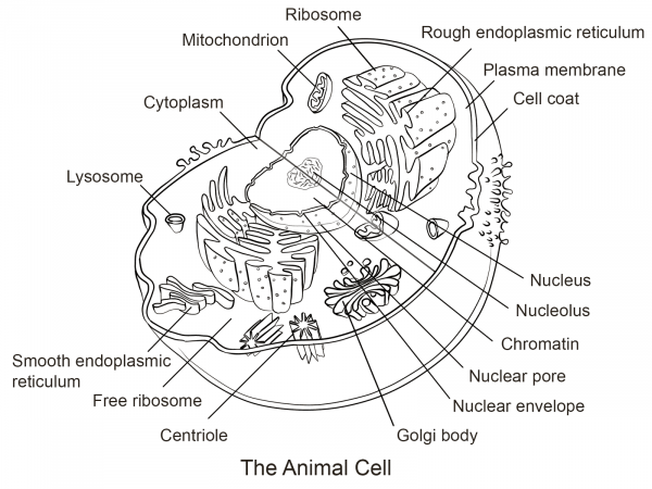 Animal Cell coloring page image