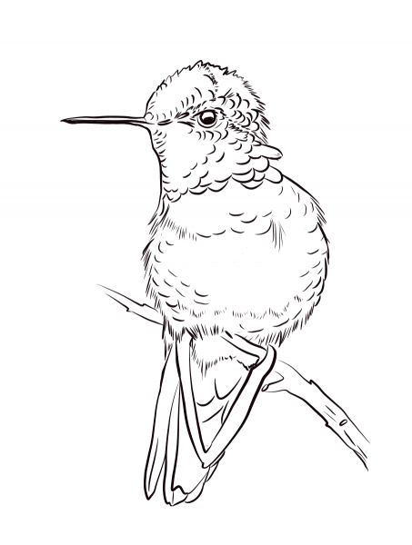 Anna’s Hummingbird coloring page image