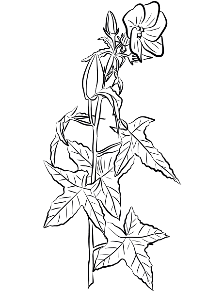 Annual Hibiscus (Abelmoschus Moschatus) coloring page image