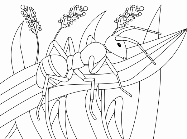 Ant coloring page image