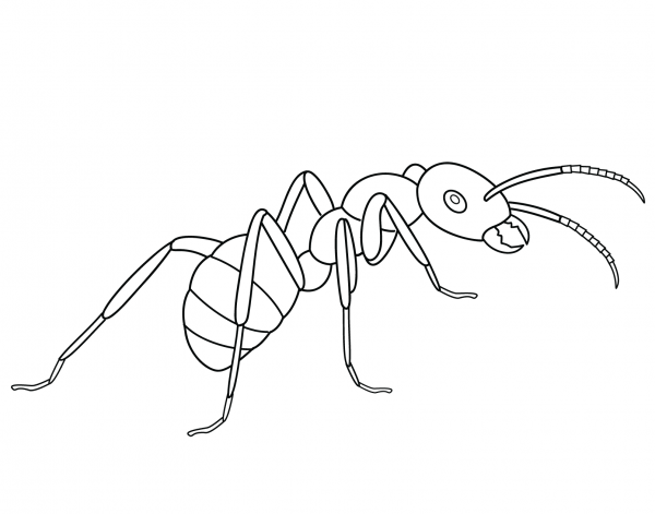 Ant coloring page image