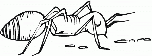 Ant Is looking at the trace coloring page image