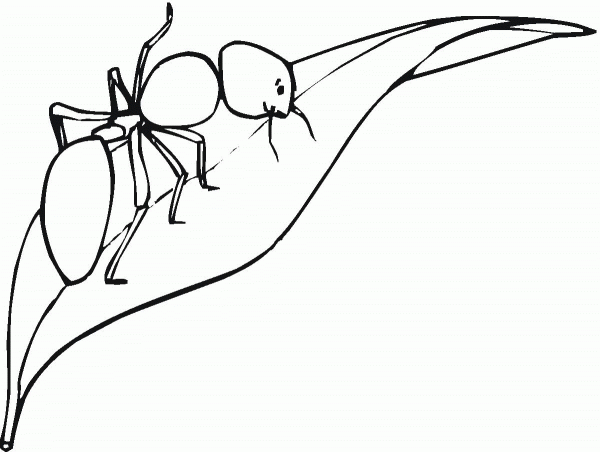 Ant Is Walking On a leaf coloring page image
