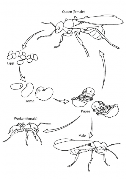 Ant Life Cycle coloring page image